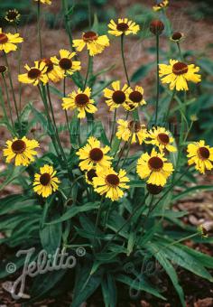 Helenium (Zonnekruid) bigelovii 'Tip Top'